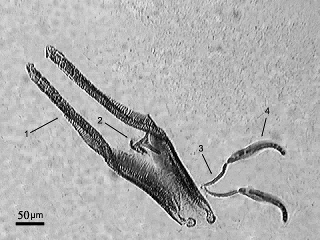 Structures of some widely distributed lung helminths (e)